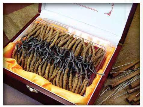 宽甸冬虫夏草回收